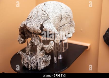 Il cranio KNM-ER 1470 (Homo rudolfensis) nella galleria globale National Museum of Nature and Science. Una specie estinta di esseri umani arcaici fin dai primi tempi Foto Stock