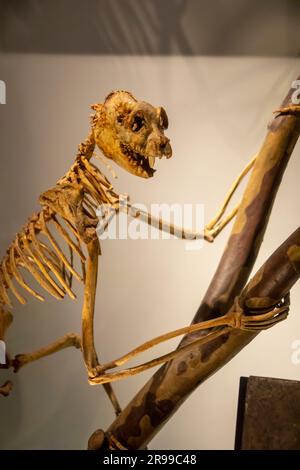 Il Palaeopropithecus nella galleria globale National Museum of Nature and Science. Un genere recentemente estinto di grandi lemuri di bradipo provenienti dal Madagascar Foto Stock