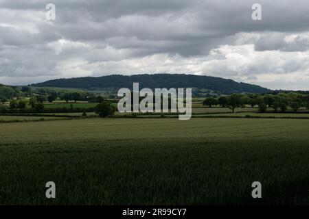 Campo di grano con Garnons Hill in lontananza, Herefordshire, Inghilterra dalla Wye Valley Way. Foto Stock