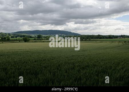 Campo di grano con Garnons Hill in lontananza, Herefordshire, Inghilterra dalla Wye Valley Way. Foto Stock