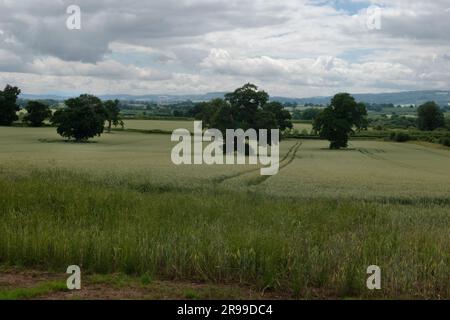 La Wye Valley tra Hereford e Hay on Wye, Herefordshire, Inghilterra Foto Stock