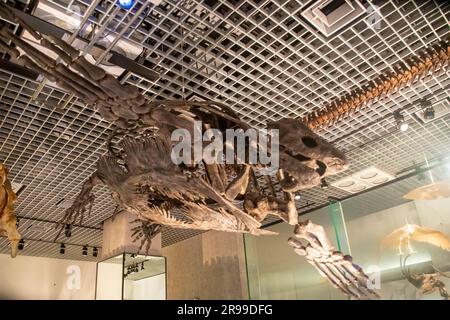 Archelon nella galleria globale National Museum of Nature and Science. Una tartaruga marina estinta del Cretaceo superiore, ed è la tartaruga più grande Foto Stock