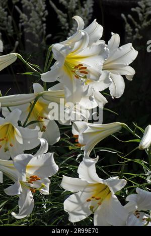 Giglio bianco molto profumato, Lilium regale Album Foto Stock