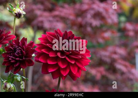 Dahlia "notte araba" rosso-Borgogna. Foto Stock