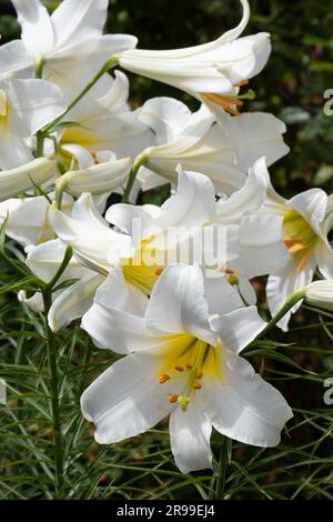 Giglio bianco molto profumato, Lilium regale Album Foto Stock