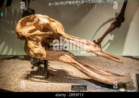 Tokyo Giappone 11 marzo 2023: Il platybelodon grangeri nella galleria globale National Museum of Nature and Science. Foto Stock