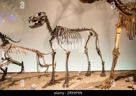 Dire lupo (Canis dirus) nella galleria globale National Museum of Nature and Science. Un canino estinto. Foto Stock