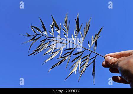 Foglie secche (Grevillea robusta) sulla mano e cielo blu Foto Stock