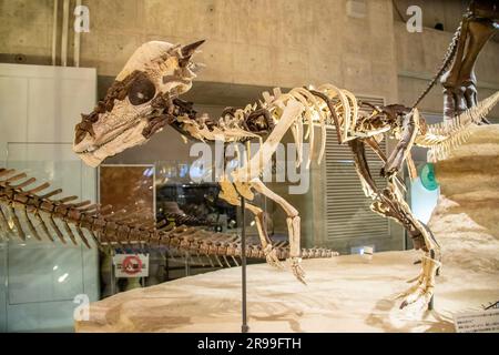 Tokyo Giappone 11 marzo 2023: pachycephalosaurus wyomingensis nella galleria globale National Museum of Nature and Science. Foto Stock