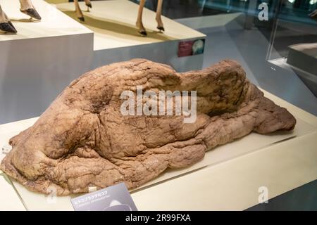 Tokyo Giappone 11 marzo 2023: La gobba del dromedario (Camelus dromedarius) nella galleria globale National Museum of Nature and Science. Foto Stock