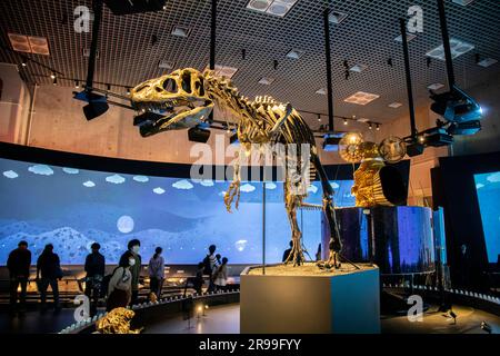 Tokyo Giappone 11 marzo 2023: Il teropode nel Museo Nazionale della natura e della Scienza. Questo è il primo scheletro di dinosauro mai esposto in Giappone. Foto Stock