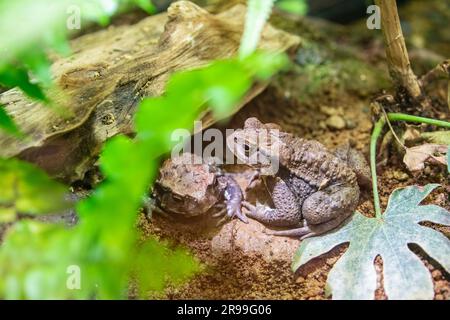 Il rospo comune giapponese (Bufo japonicus) è una specie di rospo della famiglia Bufonidae. È endemica del Giappone. Amplexus è il comportamento di accoppiamento Foto Stock