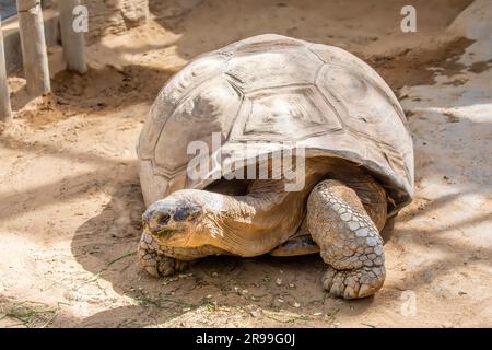 La tartaruga gigante delle Galapagos (Chelonoidis niger) è una specie di tartaruga molto grande del genere Chelonoidis. È la più grande specie vivente Foto Stock