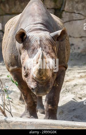 Il rinoceronte nero (Diceros bicornis) è una specie di rinoceronte originario dell'Africa orientale e meridionale. Foto Stock