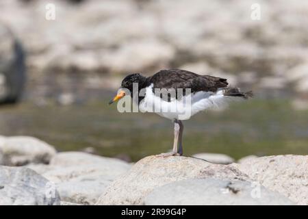 (Oystercatcher Haematopus ostralegus) Foto Stock