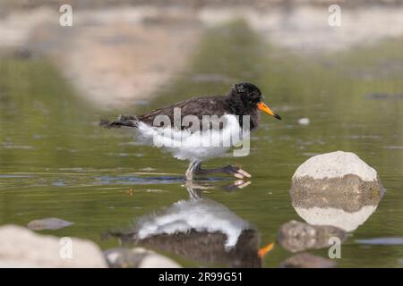 (Oystercatcher Haematopus ostralegus) Foto Stock