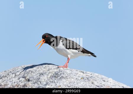 (Oystercatcher Haematopus ostralegus) Foto Stock