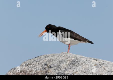 (Oystercatcher Haematopus ostralegus) Foto Stock