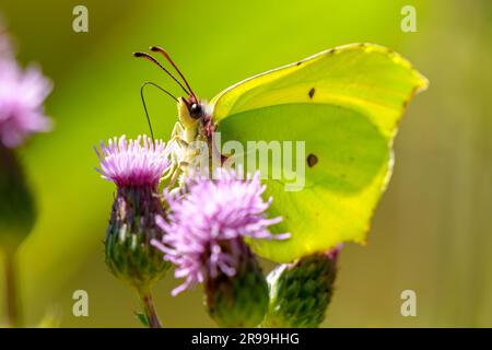 Farfalla di pietra tonda comune, Gonepteryx rhamni, appollaiato sulla pianta Foto Stock