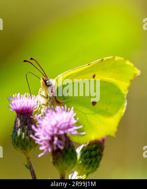 Farfalla di pietra tonda comune, Gonepteryx rhamni, appollaiato sulla pianta Foto Stock