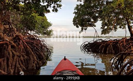 Kayak rosso tra alberi di mangrovie con City of Miami, Florida sullo sfondo nella calma mattina di settembre. Foto Stock