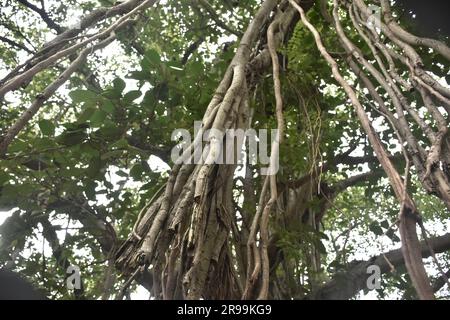 Un cesto è sceso da un grande albero di banyan Foto Stock