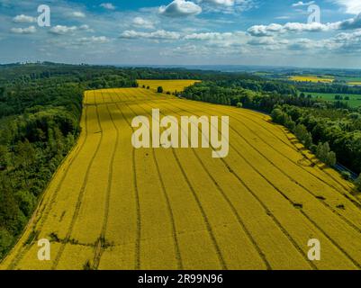 Vista aerea di linee parallele disegnate nel raccolto giallo dei campi di canola Foto Stock