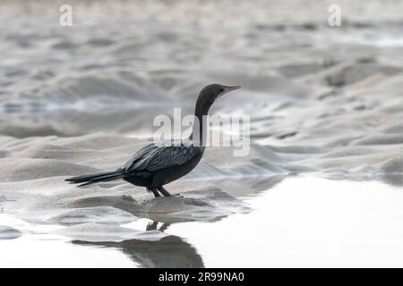 Piccolo cormorano (Microcarbo niger), un membro della famiglia di cormorani di uccelli marini, osservato a Gajoldaba nel Bengala Occidentale, in India Foto Stock