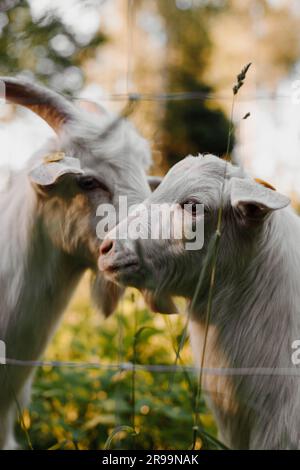EID -ul adha pecore di capra animale qurbani capre bianche in un prato di un allevamento di capre. Capre bianche nelle vibrazioni estive Foto Stock