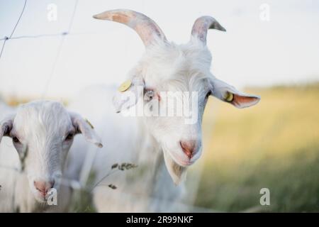 Ritratto ravvicinato di una capra bianca che guarda direttamente nella fotocamera nella calda luce serale di un tramonto estivo. Foto Stock