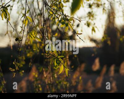 Foto scattata durante l'ora d'oro per mostrare la bellezza della natura da vicino. Bellissime ombre sulle foglie con effetto bokeh sulla panchina Foto Stock