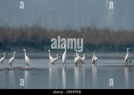 Piccolo egret (Egretta garzetta) e grande Egret (Ardea alba) osservati a Gajoldabal nel Bengala Occidentale, in India Foto Stock