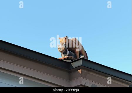 La scultura dei gatti di accoppiamento sul tetto della vecchia casa a Kiev, Ucraina Foto Stock