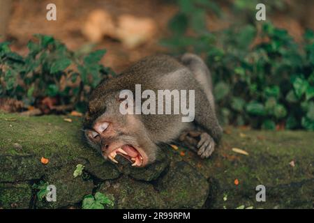 Foto ravvicinata di scimmia sbadigliante che giace sul muro del tempio. Macaco con mente aperta nella foresta sacra delle scimmie Foto Stock