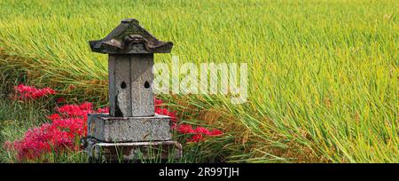 Giappone/Prefettura di Hyogo/produzione di sake giapponese/antico santuario shintoista nel campo di riso della prefettura di Hyogo in Giappone. Foto Stock