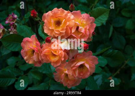 Bel bouquet di rose rosa. Fiore di rose in fiore nel giardino Foto Stock