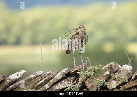 Curlew, primo piano di un curlew adulto nella stagione di nidificazione, che richiama pareti in pietra a secco e si affaccia a sinistra con becco aperto. Sfondo sfocato. Copia spac Foto Stock