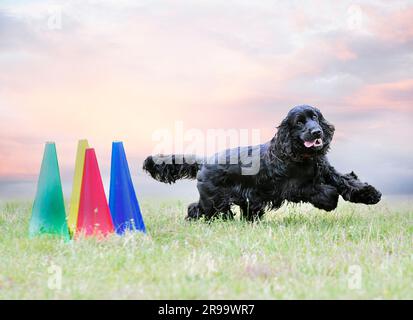 addestramento del cane per la disciplina dell'obbedienza con un cocker Foto Stock