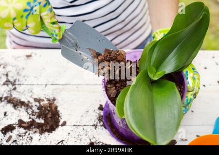 La donna in guanti sta trapiantando la pianta delle orchidee nel nuovo vaso Foto Stock