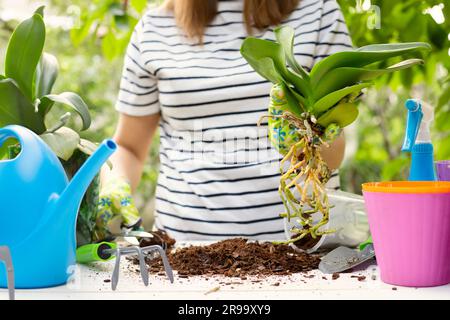 La donna in guanti sta trapiantando la pianta delle orchidee nel nuovo vaso Foto Stock