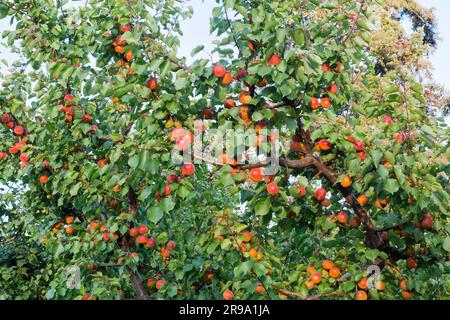 Robada Apricot frutto maturazione su albero, 'Prunus armeniaca' Maryhill Highway, Goldendale, Washington. Foto Stock