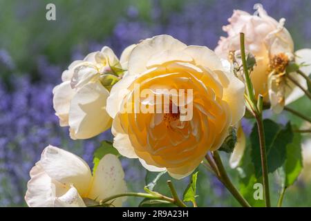 Rose 'Graham Thomas', un arbusto inglese che fiorì in giugno o in estate, Inghilterra, Regno Unito Foto Stock
