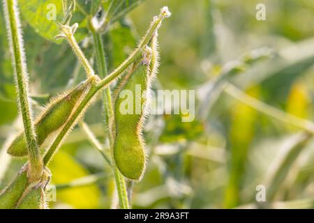 Primo piano dei baccelli di soia verde in campo agricolo. Concetto di agricoltura, agricoltura e biocarburanti. Foto Stock