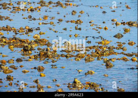 Sassi e ciottoli su una spiaggia di ciottoli circondata dall'acqua di mare dopo che la marea è scesa. Preso con bassa marea in Inghilterra, Regno Unito. Foto Stock