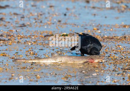 Carrion Crow (Corvus corone) che si nutrono di carcasse di pesci morti su una spiaggia in bassa marea vicino al mare, in Inghilterra, Regno Unito. Foto Stock