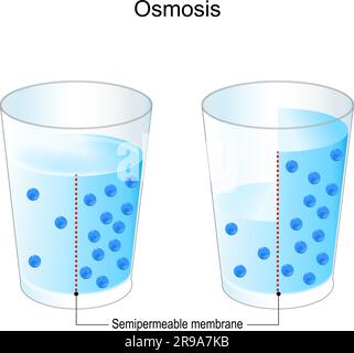 Osmosi. sperimentare con due bicchieri, membrana semipermeabile e acqua salata. I punti blu sono particelle che guidano il gradiente osmotico. chimica Illustrazione Vettoriale