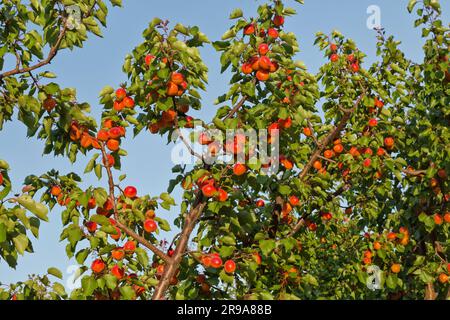 Robada frutto albicocca stagionato su alberi, rami, 'Prunus armeniaca', autostrada Maryhill, Gola del fiume Columbia, Washington. Foto Stock