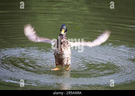 L'anatra di Mallard sbatte le ali e si tuffa nell'acqua. Anatra maschile su un lago in estate Foto Stock