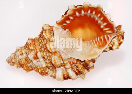 Primo piano di una conchiglia su sfondo bianco Foto Stock