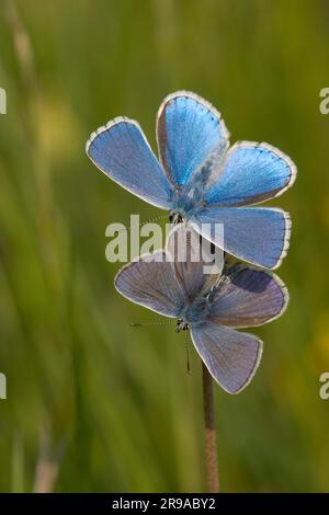 Due uccelli azzurri poco dopo l'alba Foto Stock